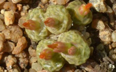 Conophytum Angelicae