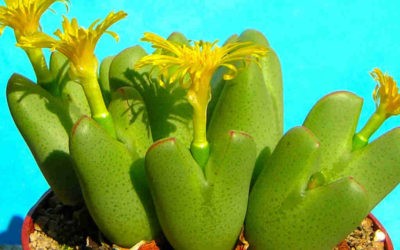 Conophytum Bilobum ‘Living Pebble’