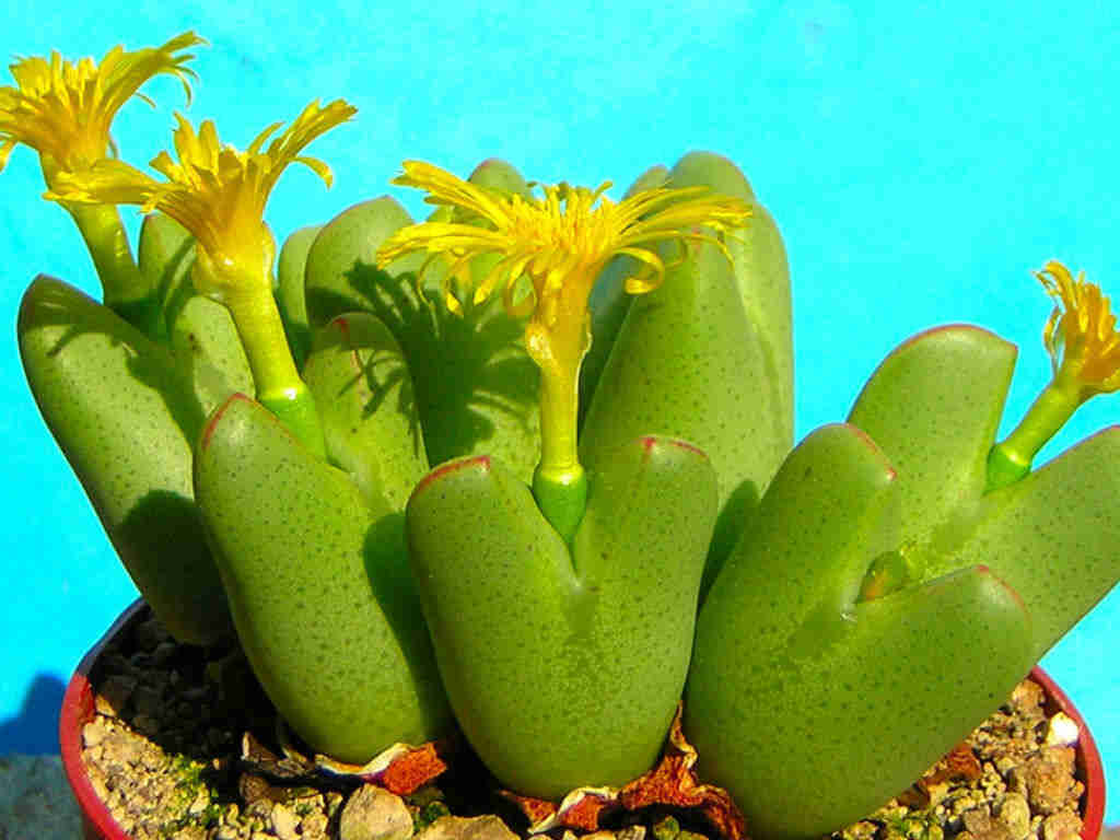 Conophytum Bilobum