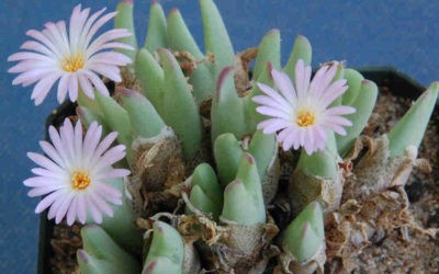 Conophytum Bilobum Subsp. Gracilistylum