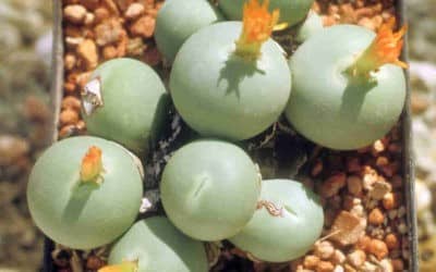 Conophytum Calucus ‘Marble Buttons’