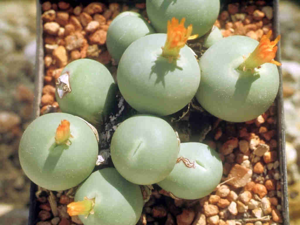 Conophytum Calucus 'Marble Buttons'