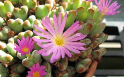 Conophytum Chauviniae