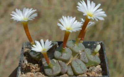 Conophytum Cubicum