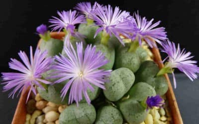 Conophytum Ficiforme ‘Button Plants’