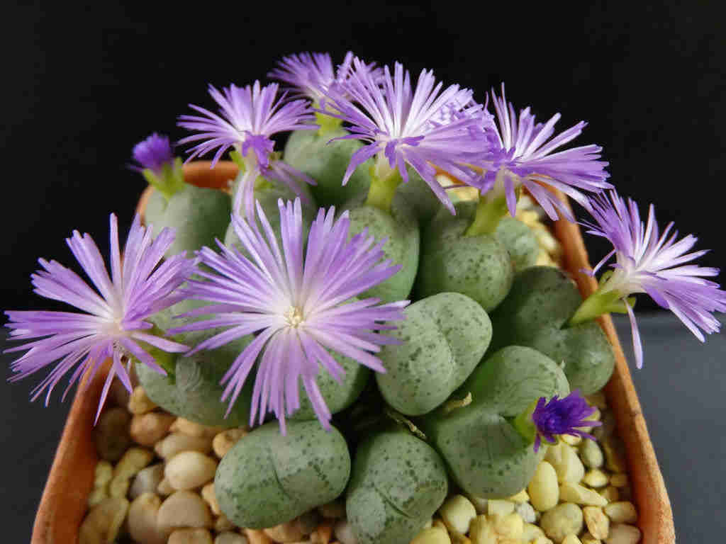 Conophytum Ficiforme 'Button Plants'