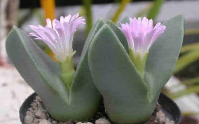 Conophytum Herreanthus Subsp. Rex