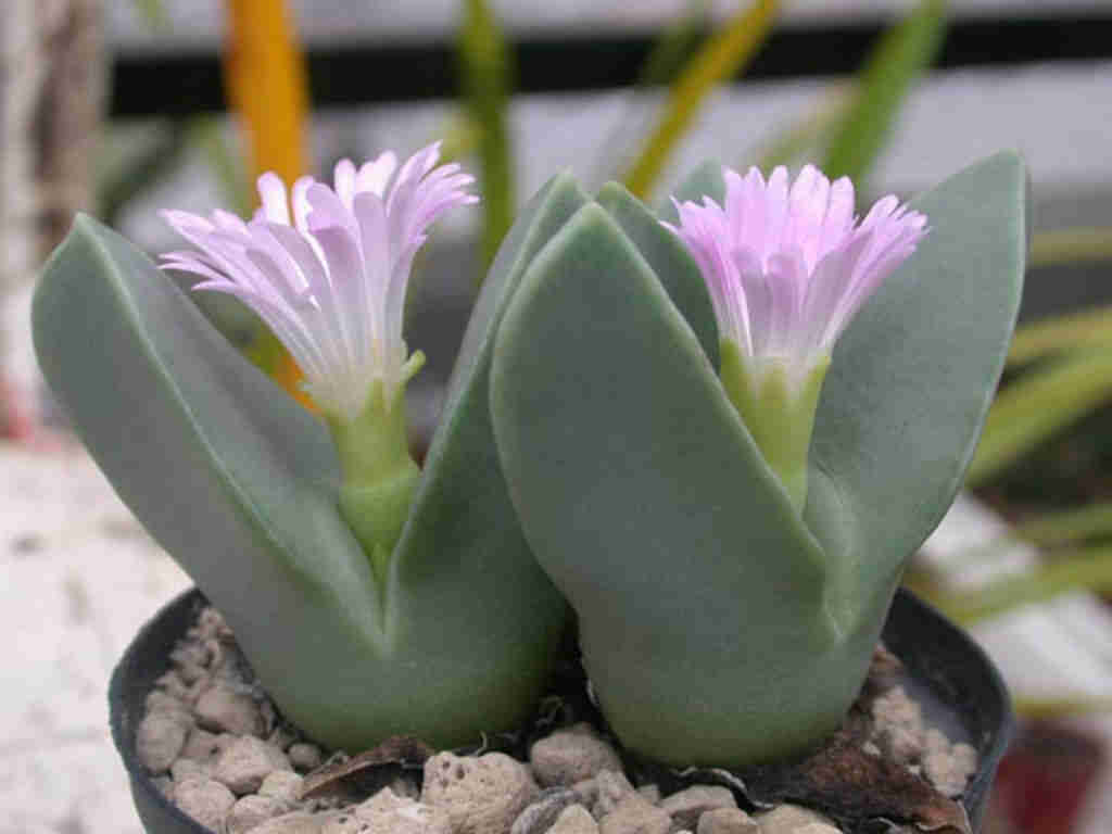 Conophytum Herreanthus Subsp. Rex