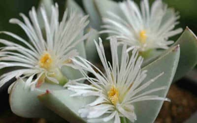 Conophytum Herreanthus