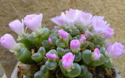 Conophytum Limpidum ‘Eye Leaves’