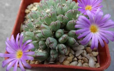 Conophytum Marginatum