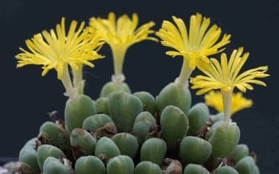 Conophytum Meyeri