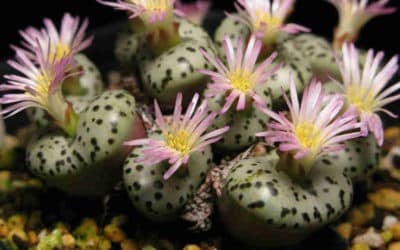 Conophytum Obcordellum ‘Dumpling’