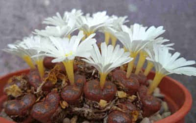 Conophytum Pellucidum Subsp. Cubreatum