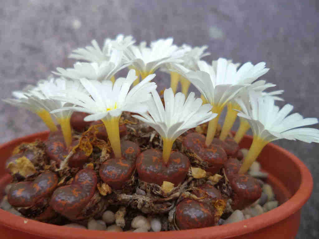 Conophytum Pellucidum Subsp. Cubreatum