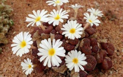 Conophytum Pellucidum