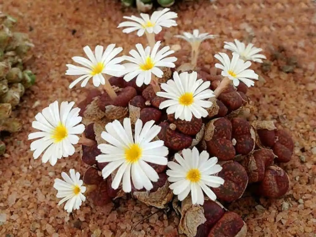 Conophytum Pellucidum