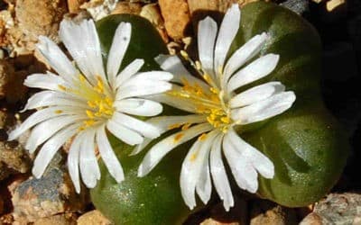 Conophytum Roodiae