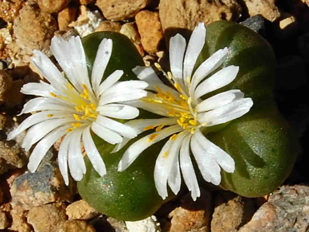 Conophytum Roodiae