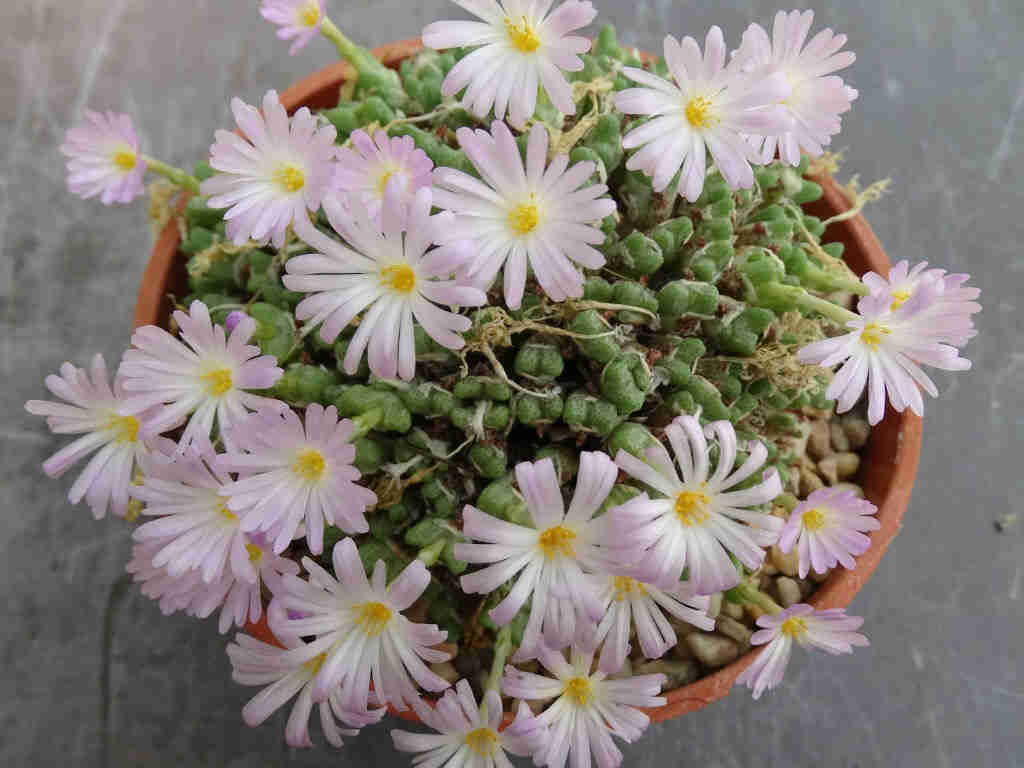 Conophytum Tantillum