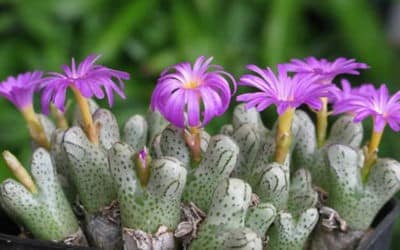 Conophytum Turrigerum