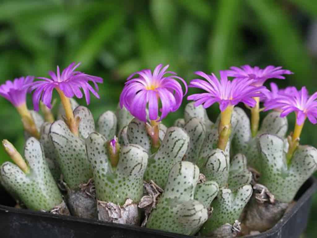 Conophytum Turrigerum