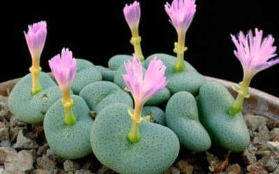 Conophytum Wettsteinii ‘Cone Plants’