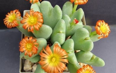 Conophytum Frutescens