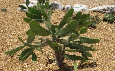 Consolea Corallicola ‘Florida Semaphore Cactus’