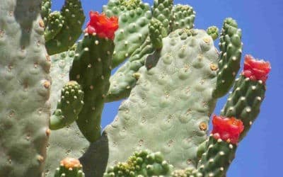 Consolea Rubescens ‘Road Kill Cactus’