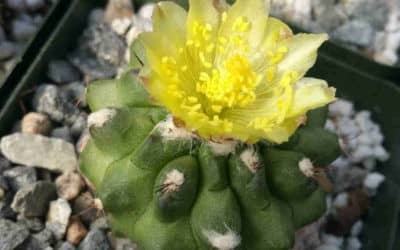 Copiapoa Esmeraldana