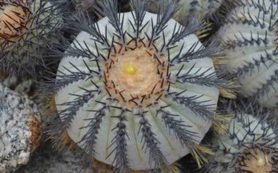 Copiapoa Longistaminea