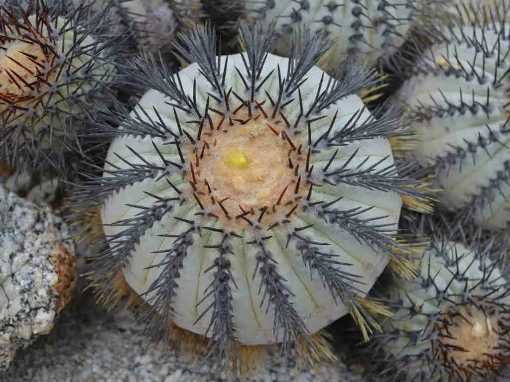 Copiapoa Longistaminea