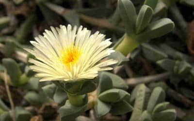 Corpuscularia Taylorii ‘Ice Plant’