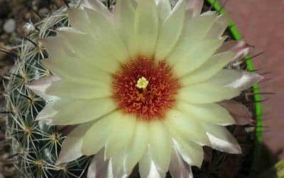 Coryphantha Cornifera