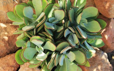 Cotyledon ‘Mint Truffles’