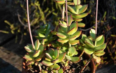 Cotyledon Adscendens