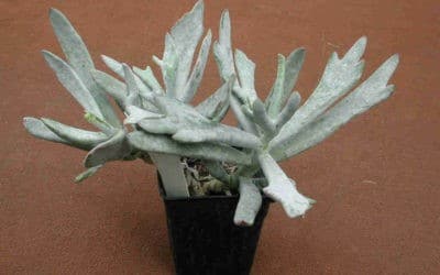 Cotyledon Orbiculata ‘Elk Horns’