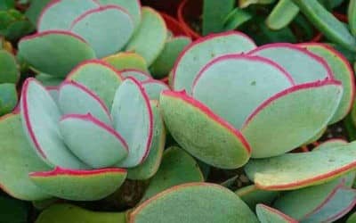 Cotyledon Orbiculata ‘Hakubi’