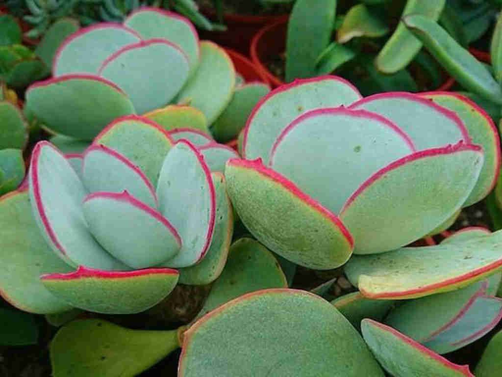 Cotyledon Orbiculata ‘Hakubi'