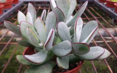 Cotyledon Orbiculata ‘Huisriver Pass’