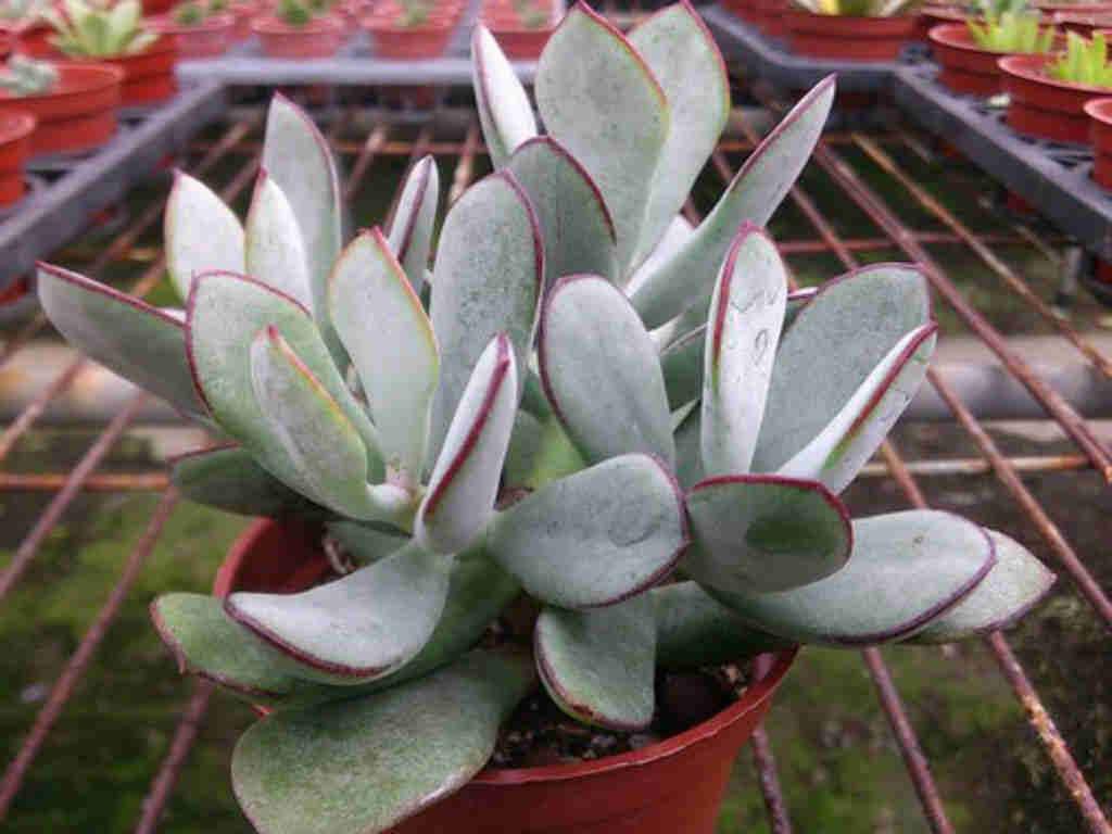 Cotyledon Orbiculata ‘Huisriver Pass’