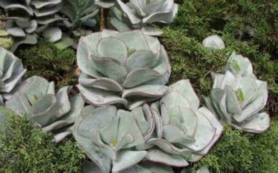 Cotyledon Orbiculata ‘Lighthouse Road’