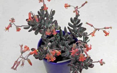 Cotyledon Orbiculata ‘Oophylla’