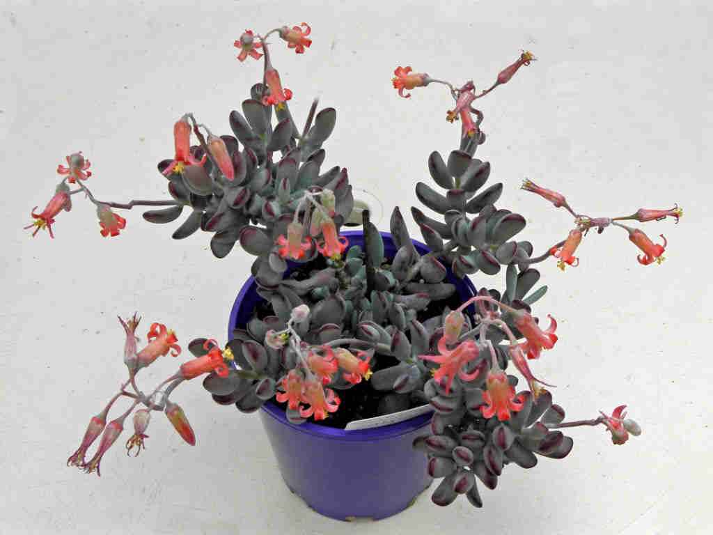 Cotyledon Orbiculata ‘Oophylla'