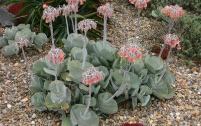 Cotyledon Orbiculata ‘Pig’s Ear’