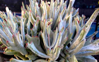 Cotyledon Orbiculata ‘Staghorn’