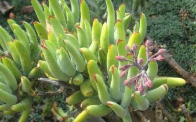 Cotyledon Orbiculata Var. Flanganii