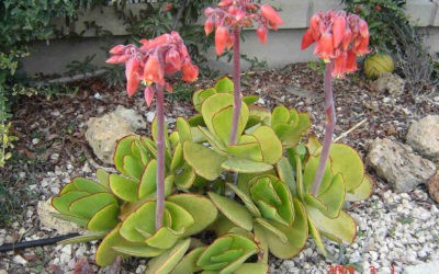 Cotyledon Orbiculata Var. Oblonga ‘Macrantha’