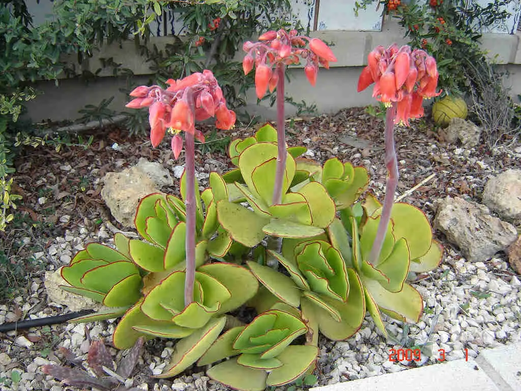 Cotyledon Orbiculata Var. Oblonga ‘Macrantha’